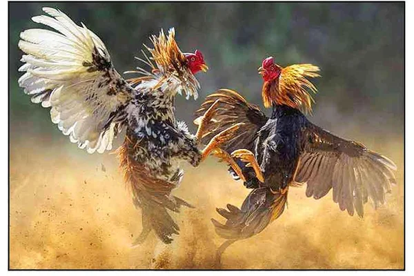 Online Sabong Live Stream Cockfighting Odds at 76Jl featured banner on 76Jl Casino